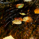 Illustration for article titled Shooting Challenge Fall Leaves Gallery 1